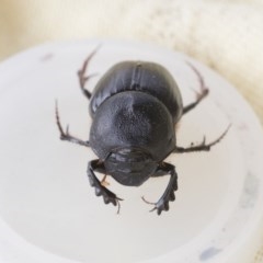 Onthophagus declivis at Higgins, ACT - 6 Nov 2020 04:08 PM