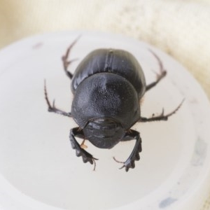 Onthophagus declivis at Higgins, ACT - 6 Nov 2020