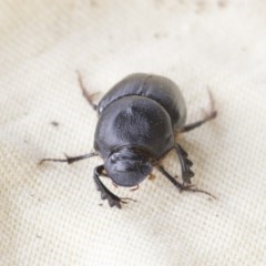 Onthophagus declivis at Higgins, ACT - 6 Nov 2020 04:08 PM