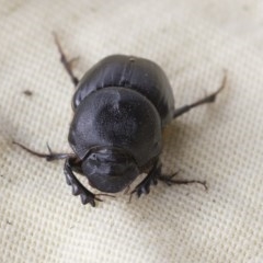 Onthophagus declivis at Higgins, ACT - 6 Nov 2020 04:08 PM