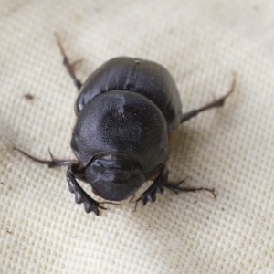 Onthophagus declivis at Higgins, ACT - 6 Nov 2020