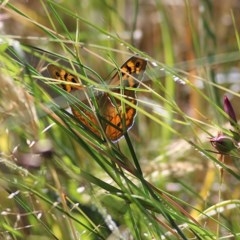 Heteronympha merope (Common Brown Butterfly) at Wodonga - 7 Nov 2020 by Kyliegw