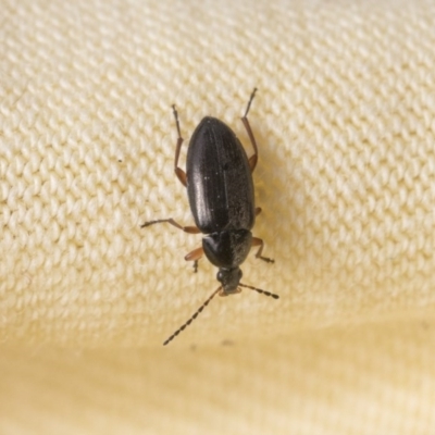 Neocistela ovalis (Comb-clawed beetle) at Higgins, ACT - 6 Nov 2020 by AlisonMilton