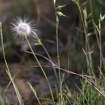 Hypochaeris glabra (Smooth Catsear) at Wodonga, VIC - 7 Nov 2020 by Kyliegw