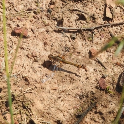 Diplacodes bipunctata (Wandering Percher) at Forde, ACT - 7 Nov 2020 by YumiCallaway