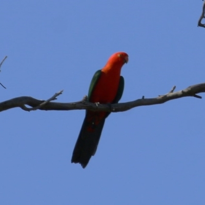 Alisterus scapularis (Australian King-Parrot) at WREN Reserves - 7 Nov 2020 by Kyliegw
