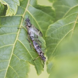 Ectinorhynchus sp. (genus) at Higgins, ACT - 6 Nov 2020