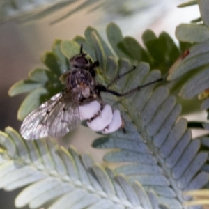 Entomophthora sp. (genus) at Cook, ACT - 28 Sep 2020