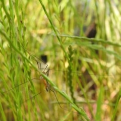 Leptotarsus (Macromastix) costalis at Forde, ACT - 7 Nov 2020