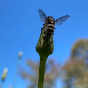 Entomophthora sp. (genus) at Kambah, ACT - 7 Nov 2020