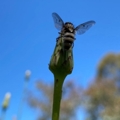 Entomophthora sp. (genus) (Puppeteer Fungus) at Kambah, ACT - 7 Nov 2020 by Shazw