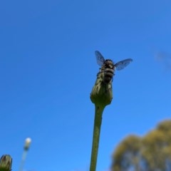 Entomophthora sp. (genus) at Kambah, ACT - 7 Nov 2020