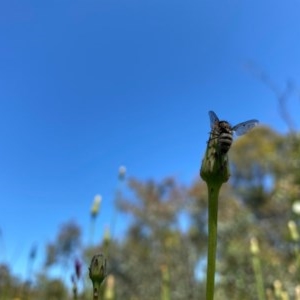 Entomophthora sp. (genus) at Kambah, ACT - 7 Nov 2020