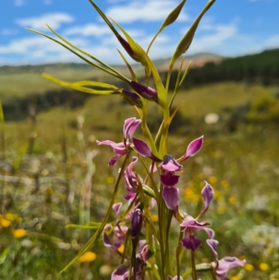 Diuris dendrobioides (Late Mauve Doubletail) at Molonglo River Reserve - 7 Nov 2020 by AaronClausen