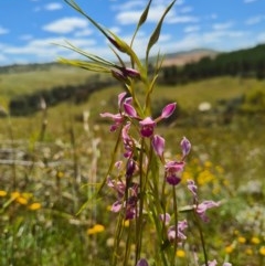 Diuris dendrobioides at suppressed - 8 Nov 2020