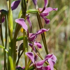 Diuris dendrobioides at suppressed - 8 Nov 2020