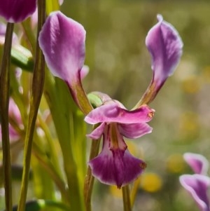 Diuris dendrobioides at suppressed - 8 Nov 2020