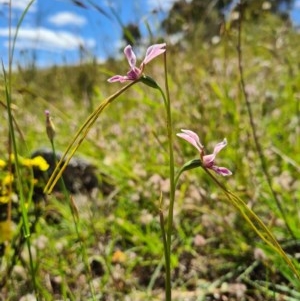 Diuris dendrobioides at suppressed - 8 Nov 2020