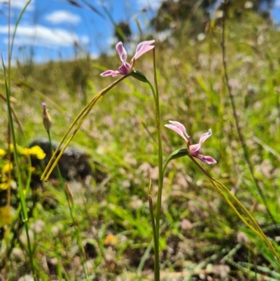 Diuris dendrobioides (Late Mauve Doubletail) at Lower Molonglo - 7 Nov 2020 by AaronClausen