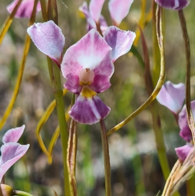 Diuris dendrobioides (Late Mauve Doubletail) at Lower Molonglo - 7 Nov 2020 by AaronClausen