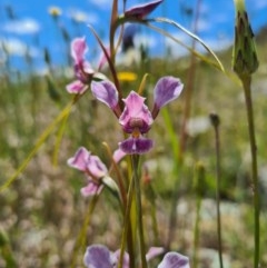 Diuris dendrobioides at suppressed - 8 Nov 2020