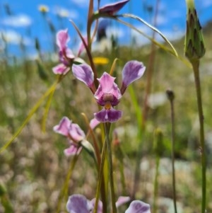 Diuris dendrobioides at suppressed - 8 Nov 2020