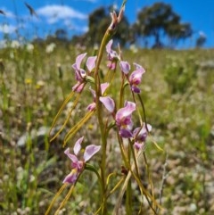 Diuris dendrobioides at suppressed - 8 Nov 2020