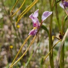 Diuris dendrobioides at suppressed - 8 Nov 2020