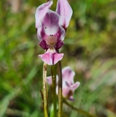 Diuris dendrobioides at suppressed - 8 Nov 2020