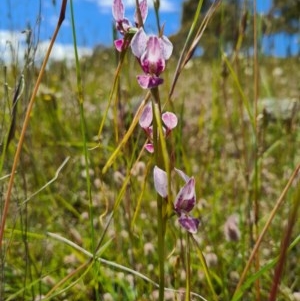 Diuris dendrobioides at suppressed - suppressed