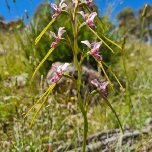 Diuris dendrobioides at suppressed - suppressed