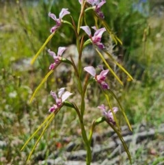 Diuris dendrobioides at suppressed - 8 Nov 2020