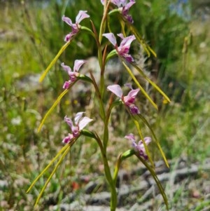 Diuris dendrobioides at suppressed - suppressed