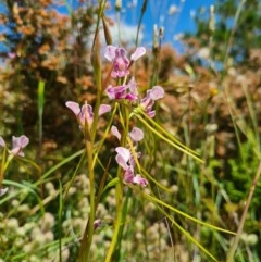 Diuris dendrobioides (Late Mauve Doubletail) at Molonglo River Reserve - 7 Nov 2020 by AaronClausen