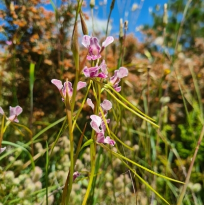 Diuris dendrobioides (Late Mauve Doubletail) at Lower Molonglo - 7 Nov 2020 by AaronClausen