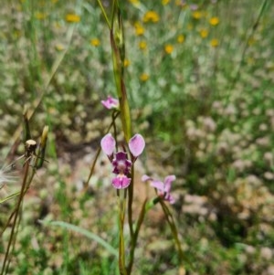 Diuris dendrobioides at suppressed - 8 Nov 2020