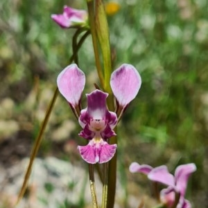 Diuris dendrobioides at suppressed - 8 Nov 2020