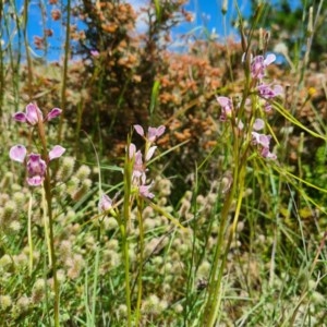 Diuris dendrobioides at suppressed - 8 Nov 2020