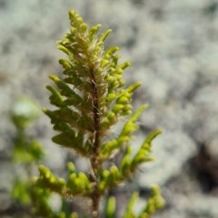 Cheilanthes distans (Bristly Cloak Fern) at Lower Molonglo - 7 Nov 2020 by AaronClausen