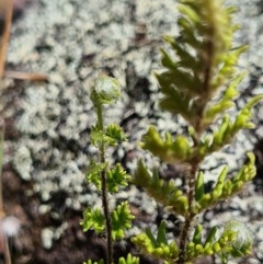 Cheilanthes distans at Molonglo River Reserve - 8 Nov 2020 12:32 AM