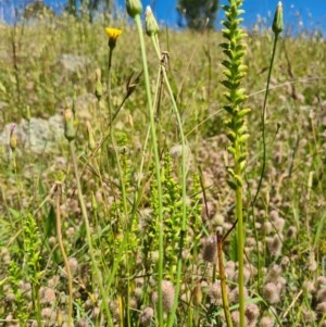 Microtis sp. at Molonglo River Reserve - 8 Nov 2020