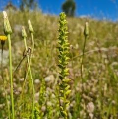 Microtis sp. at Molonglo River Reserve - suppressed