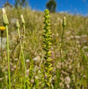 Microtis sp. at Molonglo River Reserve - 8 Nov 2020