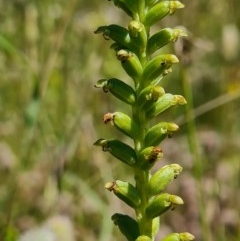 Microtis sp. at Molonglo River Reserve - 8 Nov 2020