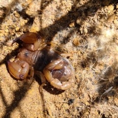 Urodacus manicatus (Black Rock Scorpion) at Denman Prospect, ACT - 7 Nov 2020 by AaronClausen