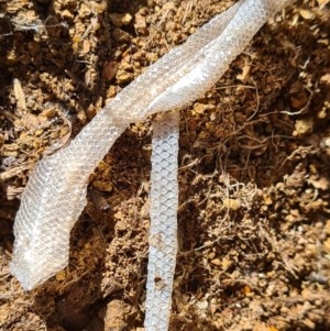 Aprasia parapulchella at Denman Prospect, ACT - suppressed