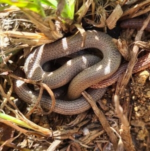 Aprasia parapulchella at Denman Prospect, ACT - suppressed