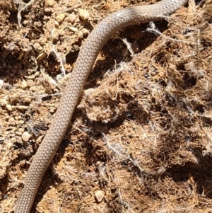 Aprasia parapulchella at Denman Prospect, ACT - 7 Nov 2020