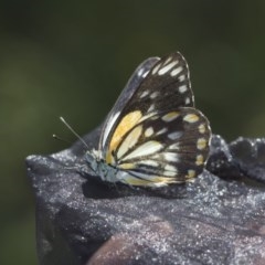 Belenois java (Caper White) at Forde, ACT - 6 Nov 2020 by AlisonMilton