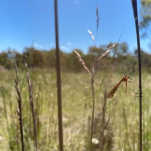 Harpobittacus australis at Kambah, ACT - 7 Nov 2020 04:19 PM